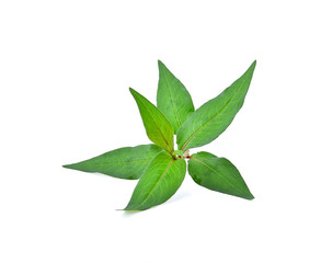 Polygonum odoratum leaves on white background