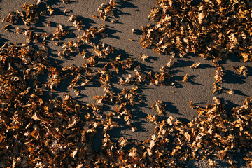 Dry autumn leaves on road. View from top.