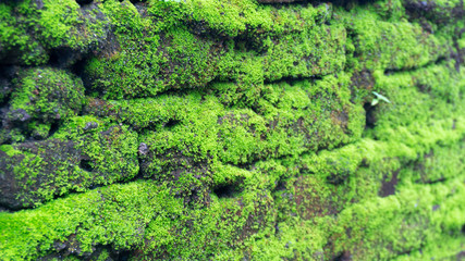 Big amount of green moss on brick wall