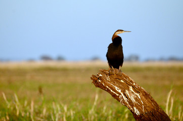 An African darter by the Chobe River in Botswana