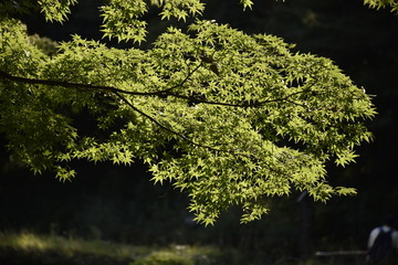 日光に浮かび上がる紅葉の葉、小石川後楽園