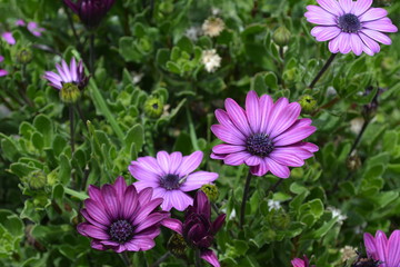 Fototapeta premium Flores o margaritas violetas hermosas