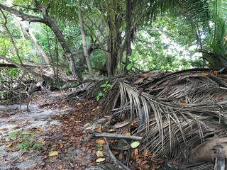 Forêt des Seychelles. Océan indien. 