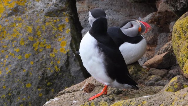 Beautiful vibrant picture of Atlantic Puffins