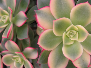 pink succulent 