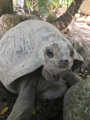 Tortue géante des Seychelles.