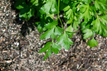 parsley