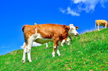 Kuh auf Wiese unter blauen Himmel