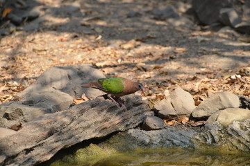 Emerald Dove (Green Pigeon Pigeon) looking for food and water for living in the jungle during the summer in Thailand.