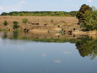 Fototapeta na wymiar cows on the river