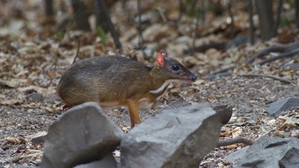 Naklejka na ściany i meble The Lesser Mouse Deer is a living and alone animal in the dense forest, eating plants such as fruit, lace, seeds, grass and vegetables. During the summer, they come for water. To release the heat