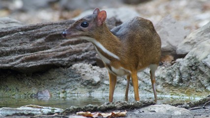 The Lesser Mouse Deer is a living and alone animal in the dense forest, eating plants such as fruit, lace, seeds, grass and vegetables. During the summer, they come for water. To release the heat