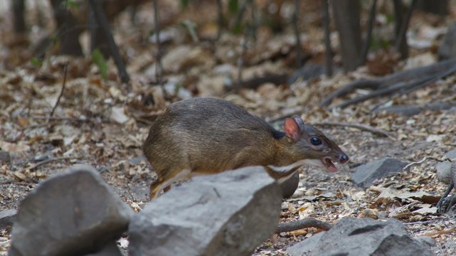 The Lesser Mouse Deer is a living and alone animal in the dense forest, eating plants such as fruit, lace, seeds, grass and vegetables. During the summer, they come for water. To release the heat