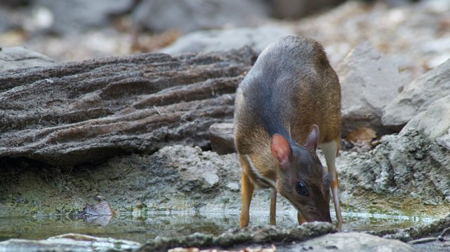 The Lesser Mouse Deer is a living and alone animal in the dense forest, eating plants such as fruit, lace, seeds, grass and vegetables. During the summer, they come for water. To release the heat