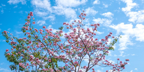 Tabebuia rosea blooming with blue sky background. This is a blooming flower like small pink trumpets adorned with natural colors.