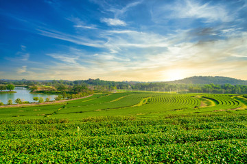 Fototapeta na wymiar Green tea plantation landscape in the morning. organic agriculture in countryside.
