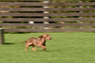 ドッグランで遊ぶダックスフンド