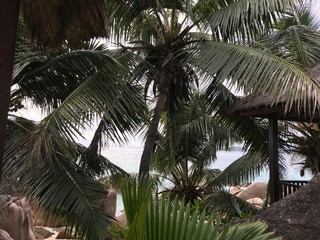 Paysage des Seychelles. Oc&eacute;an Indien. 