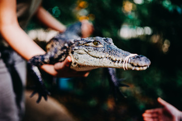 crocodile in the zoo