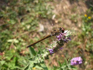 dragonfly on a leaf