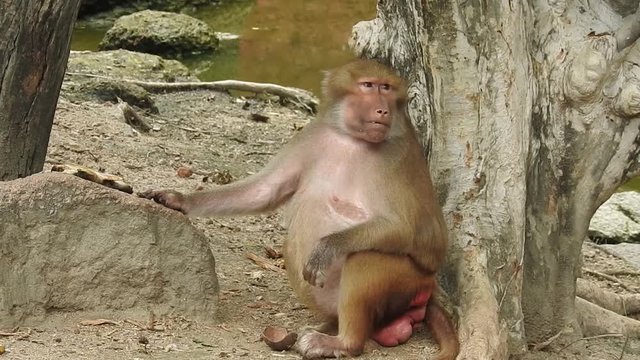 Monkey friends on tree branch in Ubud forest park.Endangered Southern Pig-tailed Macaque (Macaca nemestrina) eating and showing aggression (intimidation) through facial expression in the jungles of B
