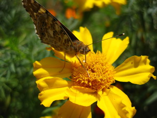 butterfly on yellow flower