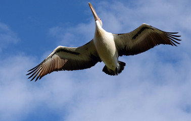 pelican flying in the sky