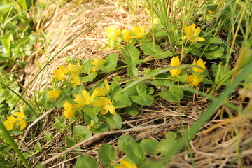 yellow flowers in the grass