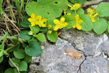 green moss on stone wall