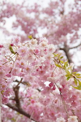 勝尾寺の山桜