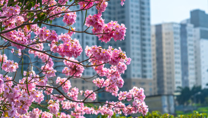 Tabebuia rosea or pink trumpet blooming with silhouette of apartment buildings background