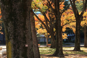 逆光に輝く日比谷公園の広葉樹