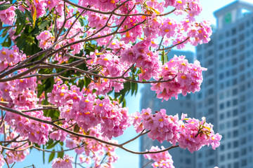 Tabebuia rosea or pink trumpet blooming with silhouette of apartment buildings background