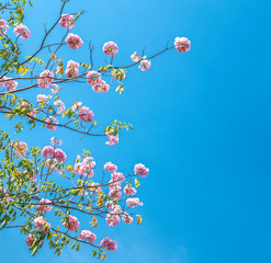 Close up Tabebuia rosea or pink trumpet blooming in sunny day with blue sky background.