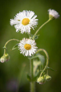 white daisy fleabane flower
