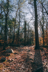 Fall foliage trees with leaves on ground in sun shadow
