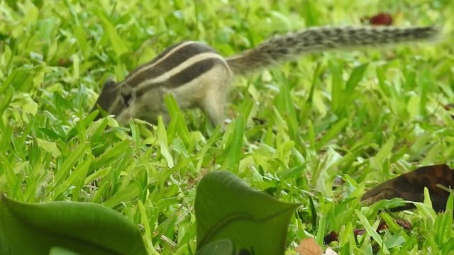 Funny squirrel sleeping and searching for food in forest,  Isolated green grass as background and standing and facing towards camera.Closeup  Amazing and beautiful shot os a fatty Asian Gray Squirrel 