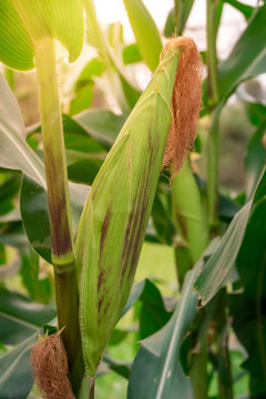A selective focus picture of corn in organic corn field.