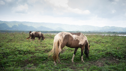 Fototapeta na wymiar horse eating on the lawn blue sky mountain