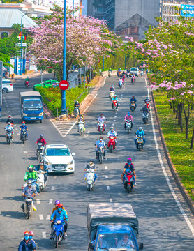 Traffic in Saigon street with motorbikes, car move under pink tabebuia rosea flower tree of urban development in Ho Chi Minh City, Vietnam