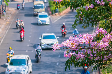 Traffic in Saigon street with motorbikes, car move under pink tabebuia rosea flower tree of urban...