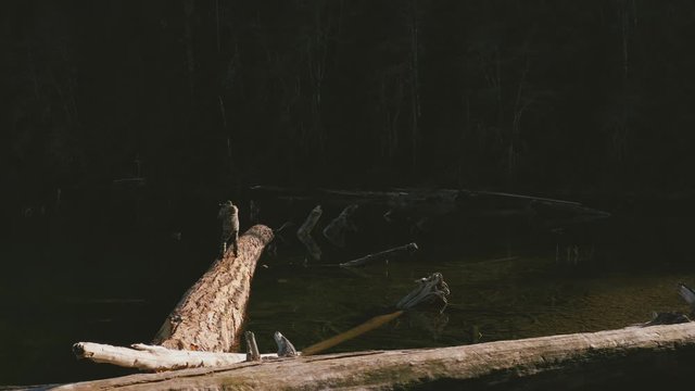 A nature photographer, wearing camouflage clothes, standing on dead fallen tree trunk on Chilliwack Lake, and taking photos of the reflecting Mount Redoubt (Skagit Range Mountains) Camera move orbit