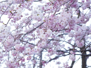 春の訪れ
