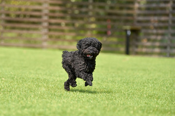 ドッグランで遊ぶトイプードル