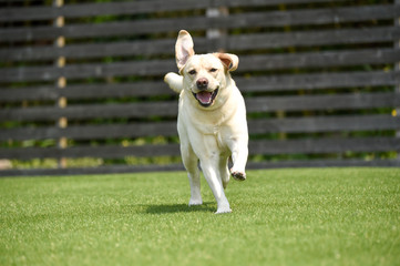 ドッグランで遊ぶラブラドールレトリバー
