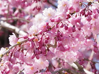 Fototapeta premium 桜