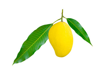 Ripe mangoes and green leaves isolated on a white background/clipping path.