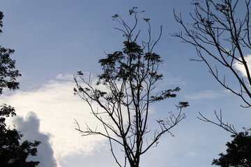 Trees in the sky with little cloudy background