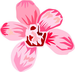 Orchid flower in red and pink vector illustration