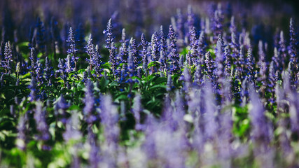 Purple or violet lavender flower meadow field on the garden. in dark forest tone.